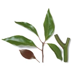 100 Ml Camphor White Essential Oil