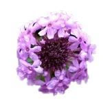 500 G Cape Verbena Essential Oil