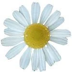 17 Ml Cape Chamomile Essential Oil