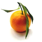 100 Ml Clementine Essential Oil