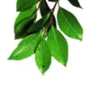 5 Kg Clove Leaf Essential Oil 2 5 Kg Clove Leaf Essential Oil -Carot Cosmetic Shop Clove Leaf