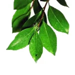 5 Kg Clove Leaf Essential Oil