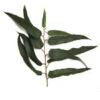 17 Ml Eucalyptus Citriodora Essential Oil 1 17 Ml Eucalyptus Citriodora Essential Oil -Carot Cosmetic Shop Eucalyptus Citriodora