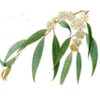 1 Kg Eucalyptus Radiata Essential Oil -Carot Cosmetic Shop Eucalyptus Radiata