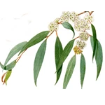 1 Kg Eucalyptus Radiata Essential Oil