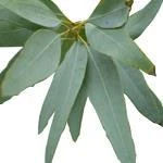 17 Ml Eucalyptus Staigeriana Essential Oil