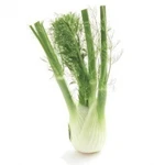 100 Ml Fennel Sweet Essential Oil