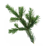 5 Kg Fir Needle Siberian Essential Oil