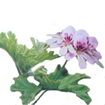 6 Ml Geranium Bourbon Essential Oil