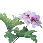 30 Ml Geranium Bourbon Essential Oil