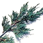 1 Kg Juniper Leaf Essential Oil