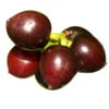 5 Kg Laurel Berry Essential Oil 1 5 Kg Laurel Berry Essential Oil -Carot Cosmetic Shop Laurel Berry 1