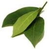 500 G Laurel Leaf Essential Oil 1 500 G Laurel Leaf Essential Oil -Carot Cosmetic Shop Laurel Leaf