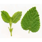 500 G Melissa Leaf (Reconstituted) Essential Oil