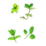 17 Ml Menthol Liquid Essential Oil