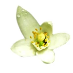 6 Ml Neroli Italian Essential Oil