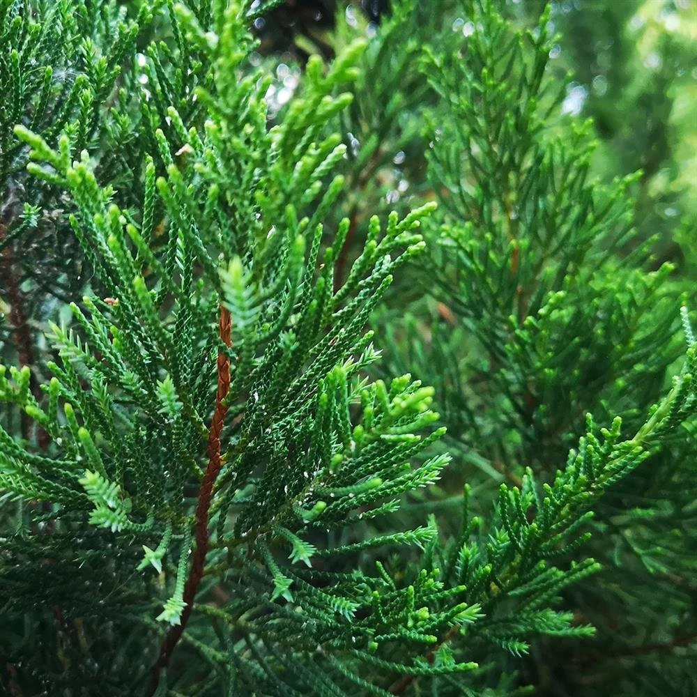 100 Ml Cedarwood Virginian Oil 3 100 Ml Cedarwood Virginian Oil