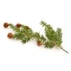 100 Ml Eastern Hemlock Essential Oil -Carot Cosmetic Shop OE100EASTERNHEMLOCK 100 ml Eastern Hemlock Essential Oil L 20191211