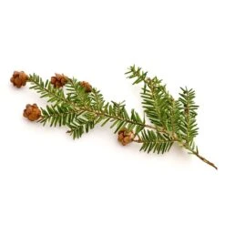 100 Ml Eastern Hemlock Essential Oil