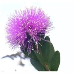 100 Ml Honey Myrtle Essential Oils