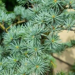 17 Ml Cedarwood Atlas Essential Oil