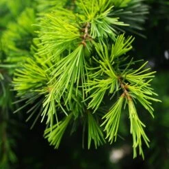 17 Ml Cedarwood Himalayan Essential Oil