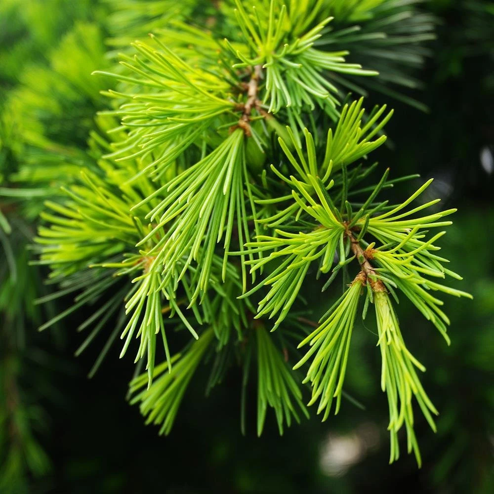 17 Ml Cedarwood Himalayan Essential Oil 3 17 Ml Cedarwood Himalayan Essential Oil