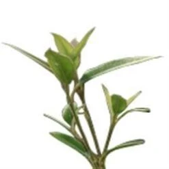 17 Ml Lemon Myrtle Natural Blend Essential Oil