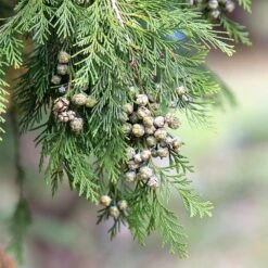 1 Kg Cedarwood Chinese Essential Oil