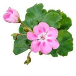 1 Kg Rose Geranium Premium Essential Oil