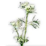 20 Kg Ajowan Essential Oil