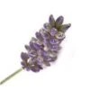 20 Kg Cape Lavender Essential Oil 1 20 Kg Cape Lavender Essential Oil -Carot Cosmetic Shop OE20KCAPELAVE S 20140502