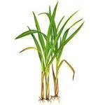 20 Kg Jamarosa Root Essential Oil