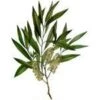 20 Kg Tea Tree Australian Essential Oil -Carot Cosmetic Shop OE20KTEATREE S 20140502