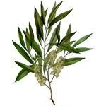 20 Kg Tea Tree Australian Essential Oil 3 20 Kg Tea Tree Australian Essential Oil