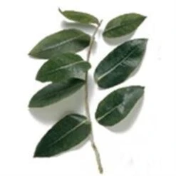 30 Ml Eucalyptus Blue Gum 80-85 Essential Oil