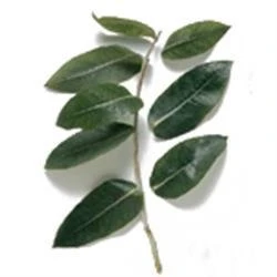 30 Ml Eucalyptus Blue Gum 80-85 Essential Oil 3 30 Ml Eucalyptus Blue Gum 80-85 Essential Oil
