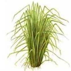 5 Kg Vetiver Redistilled Essential Oil