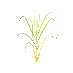 17 Ml Citronella Java Essential Oil