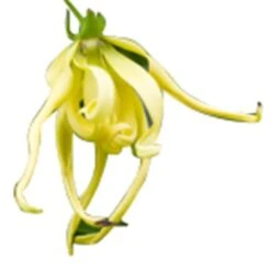 30 Ml Ylang Ylang Extra Essential Oil