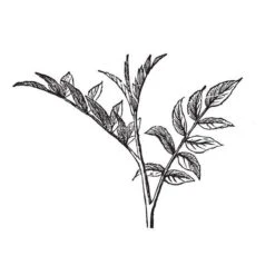 500 G Peru Balsam Rectified Essential Oil