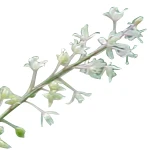 1 Kg Patchouli Light Essential Oil