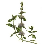 6 Ml Pennyroyal Essential Oil