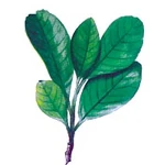 500 G Ravensara Wild Essential Oil