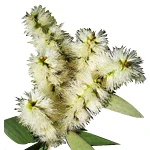 100 Ml Rosalina Essential Oil