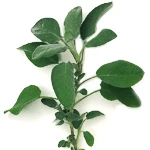 5 Kg Sage Dalmatian Essential Oil