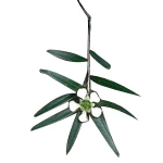 5 Kg Tea Tree Lemon Scented Essential Oil 3 5 Kg Tea Tree Lemon Scented Essential Oil