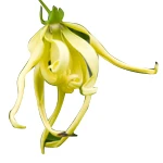 500 G Ylang Ylang 1st Essential Oil