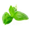 5 Kg Basil Essential Oil -Carot Cosmetic Shop basils