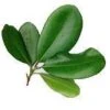 100 Ml Bay Laurel Essential Oil -Carot Cosmetic Shop bay S 20131210